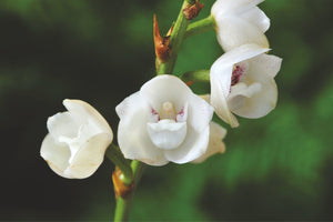 Holy Ghost Orchid Photo