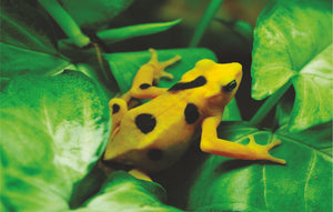 Golden frog Photo