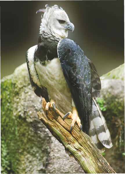 safarigallery@instagram on Pinno: The harpy eagle is legendary